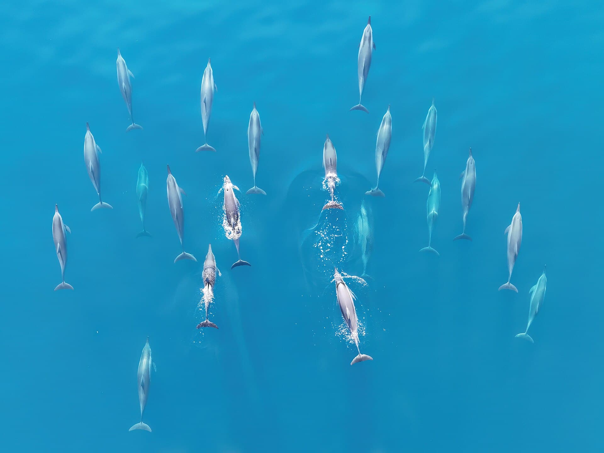 Pod of spinner dolphins swimming in the ocean